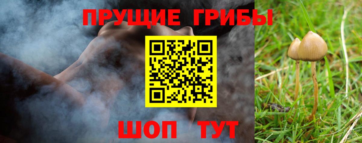 Галлюциногенные грибы Psilocybe Лабинск
